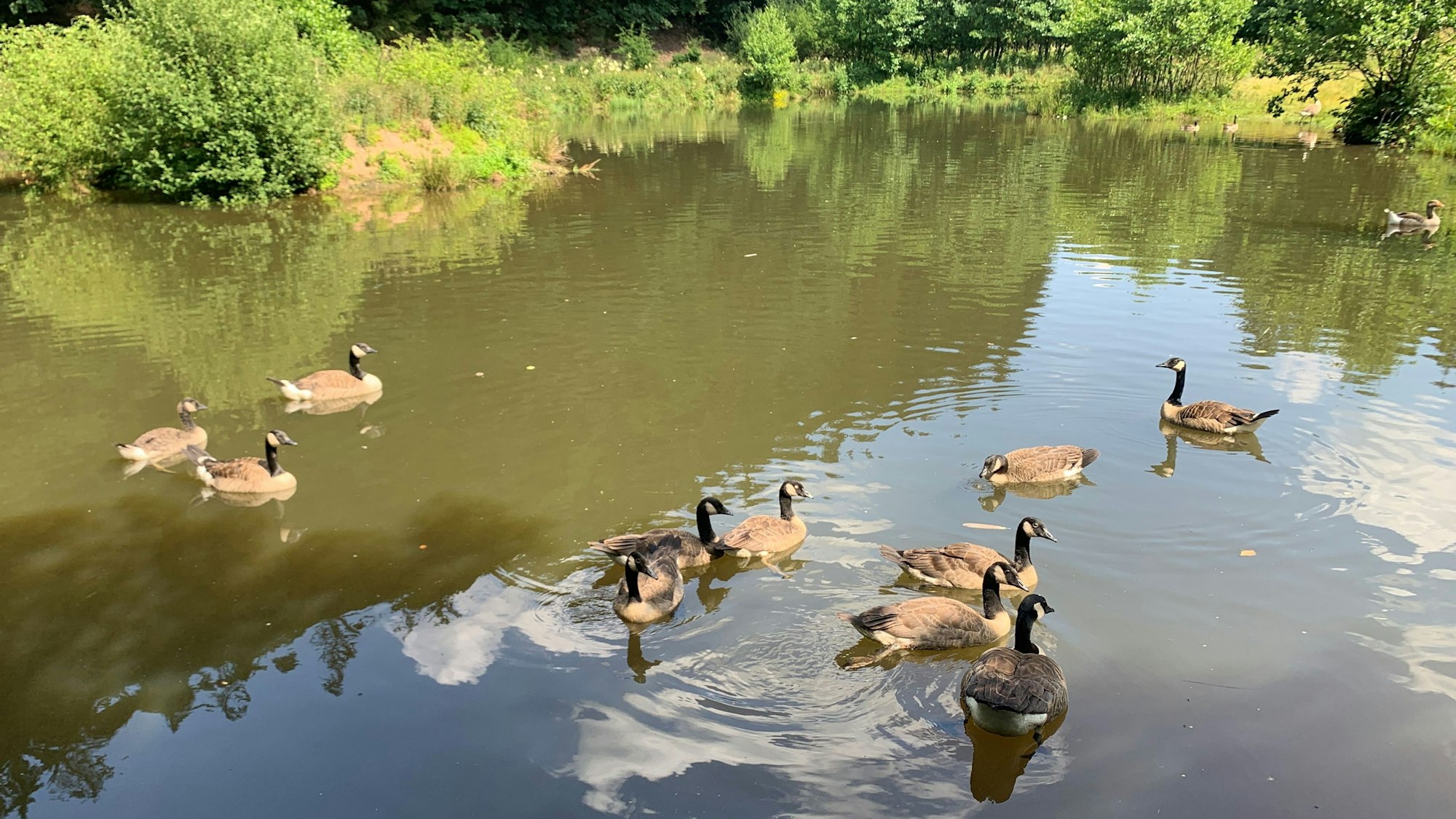 Gleich elf Kanadagänse schwimmen nah beieinander auf einem Feuerlöschteich.