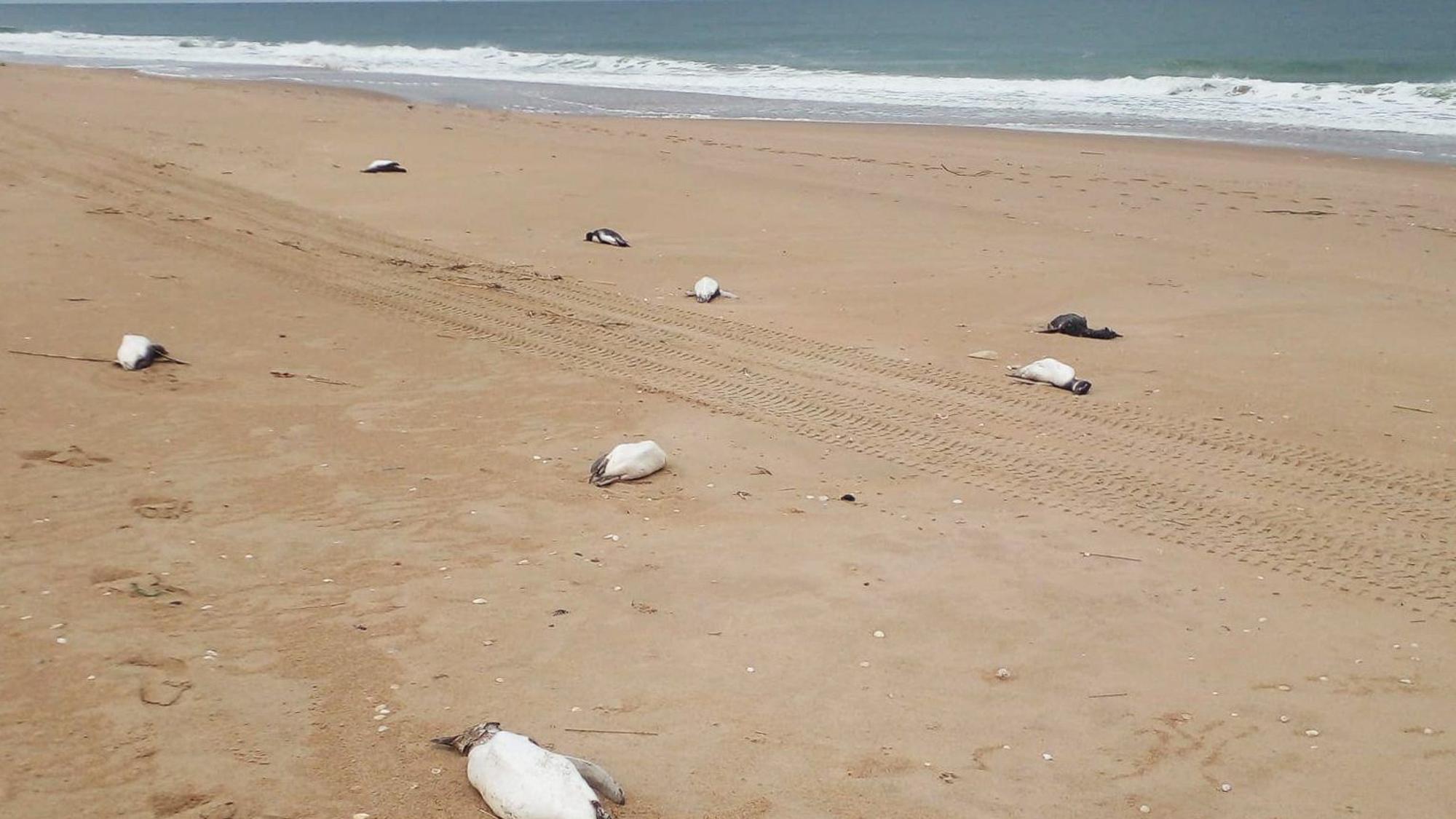 Tote Pinguine liegen an der Ostküste Uruguays.