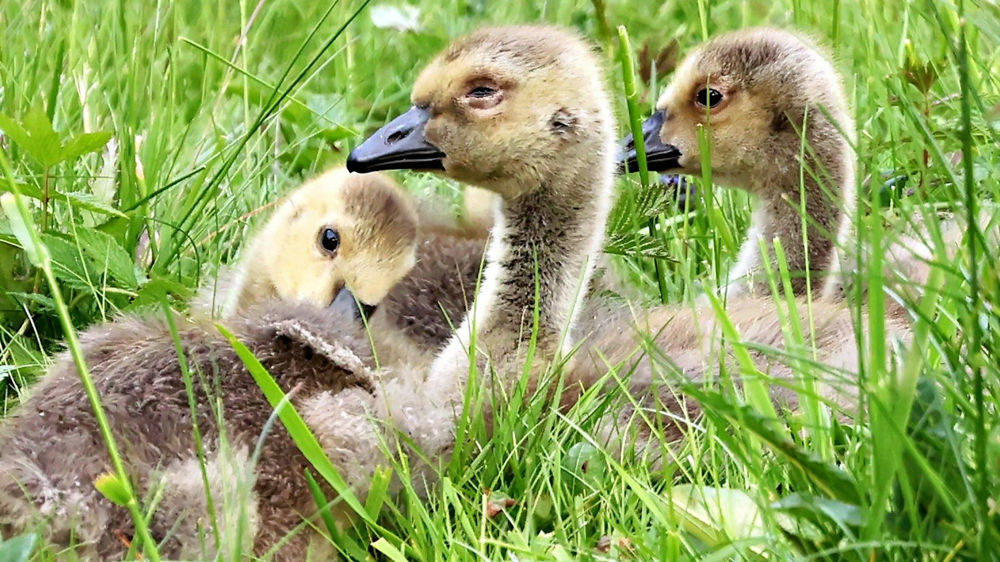 Drei Küken haben es sich bei einem Ausflug auf einer Blumenwiese gemütlich gemacht.