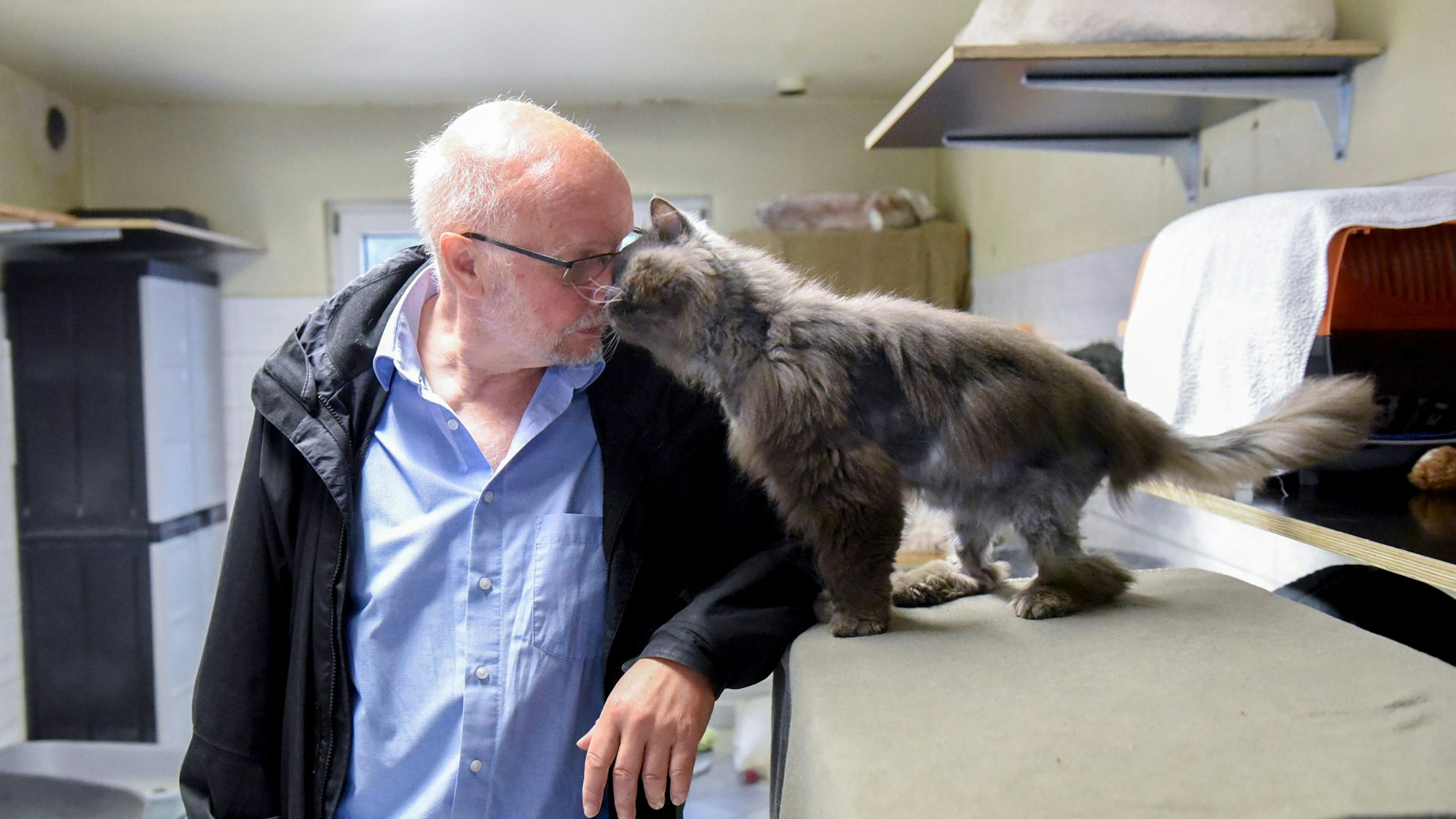 Kater Calva zeigt sich bei der Begegnung mit Wilfried Wiedeloh anschmiegsam und schmust mit ihm herum.