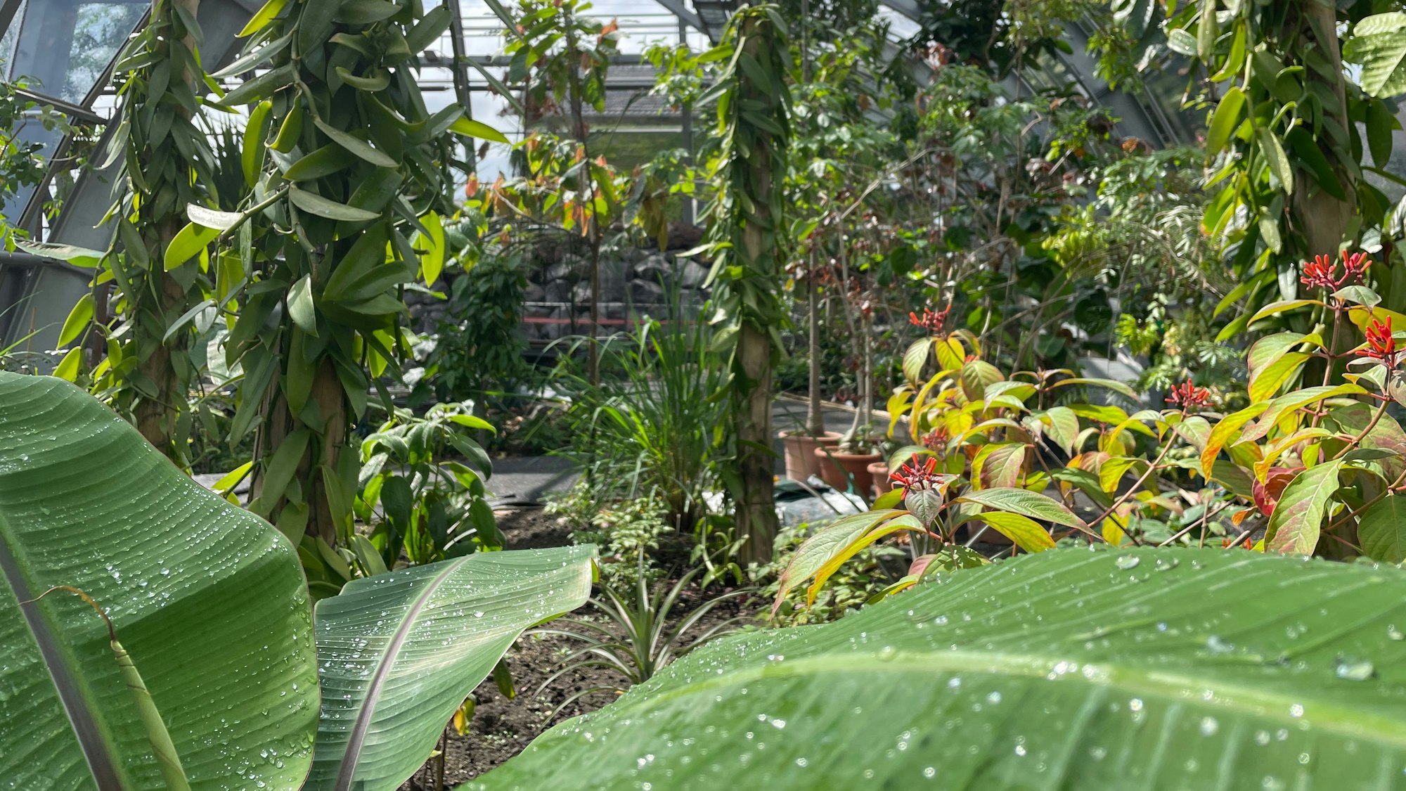 Man Blickt über grüne Blätter in die große Schauhalle.