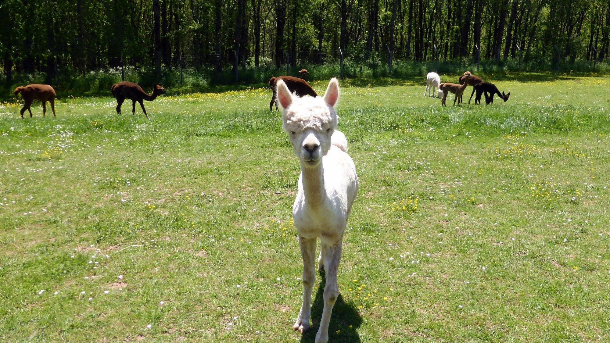 Ein fluffiges, weißes Alpaka steht auf einer Wiese und guckt in die Kamera