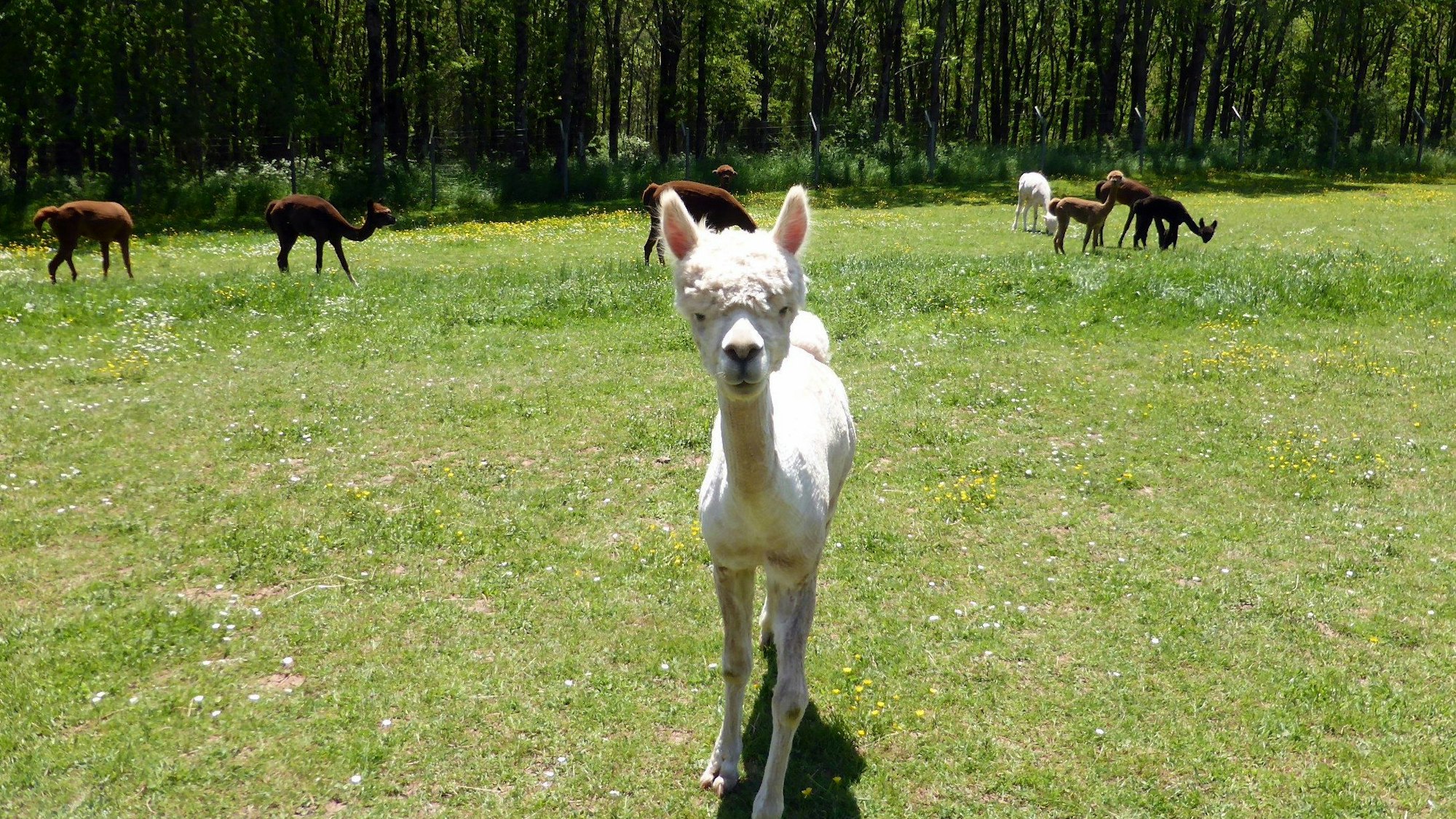 Ein fluffiges, weißes Alpaka steht auf einer Wiese und guckt in die Kamera