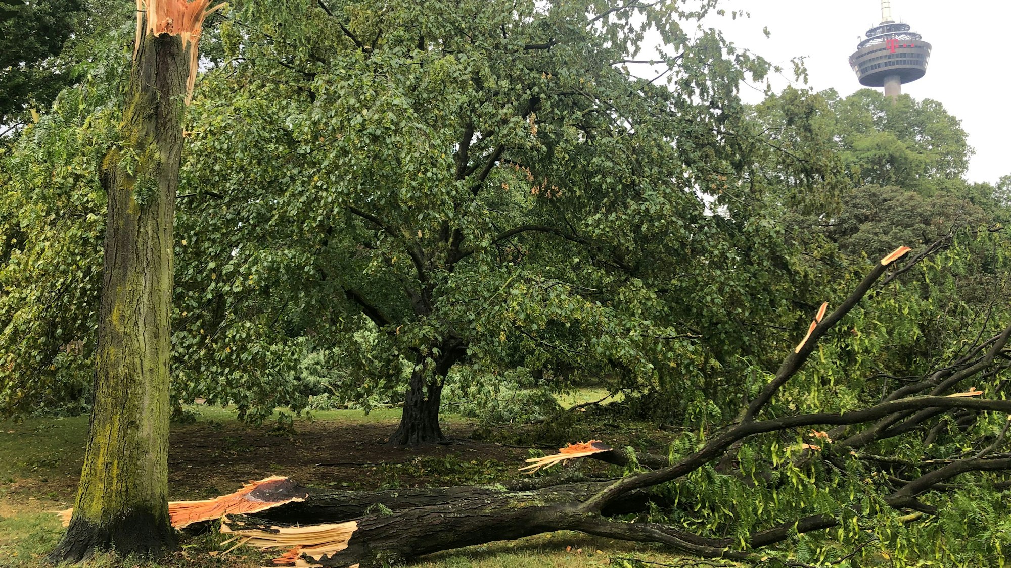 Ein abgebrochener Baum im Stadtgarten.