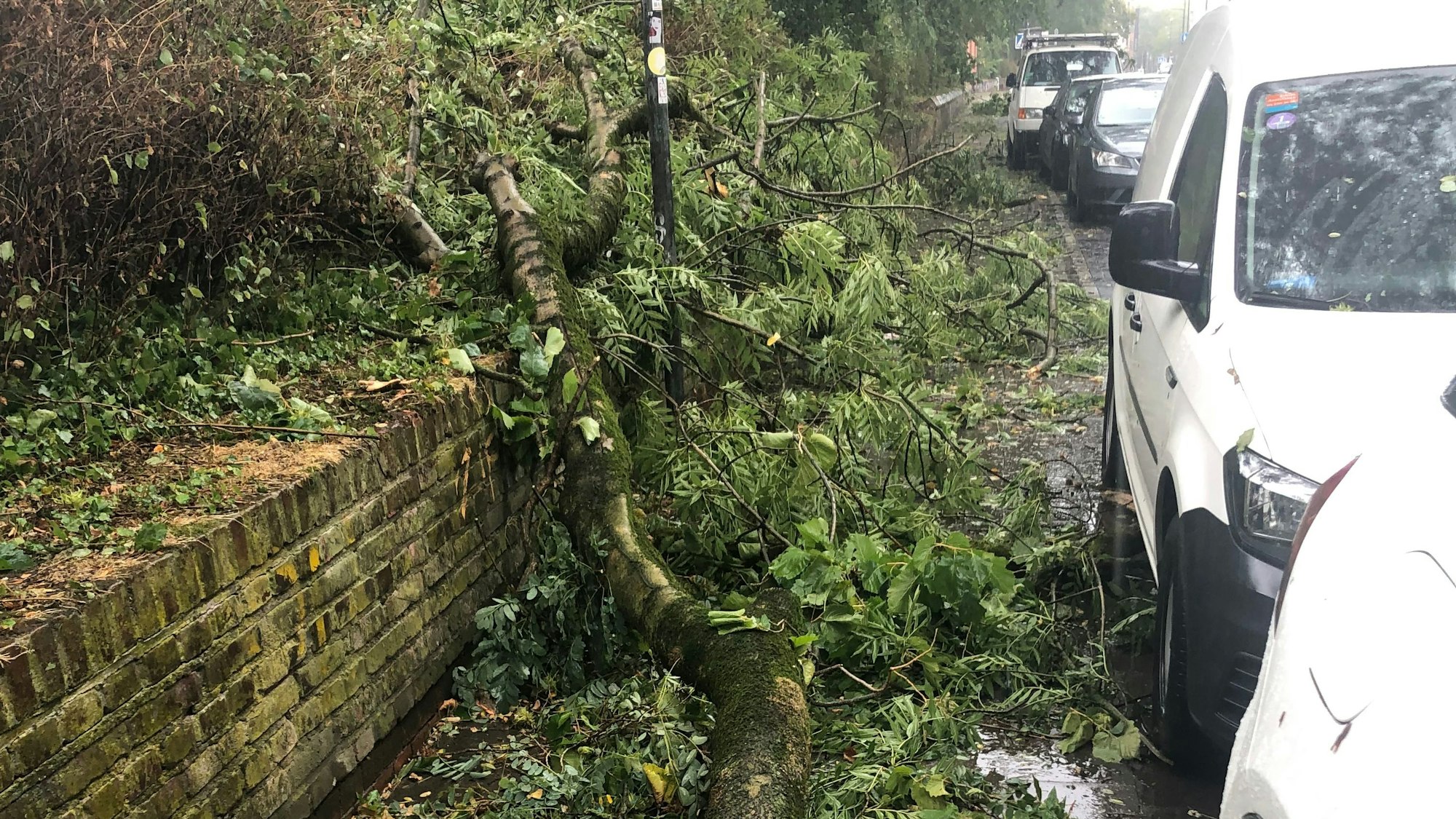 Die umgefallenen Bäume blockierten am Stadtgarten den Fußweg.