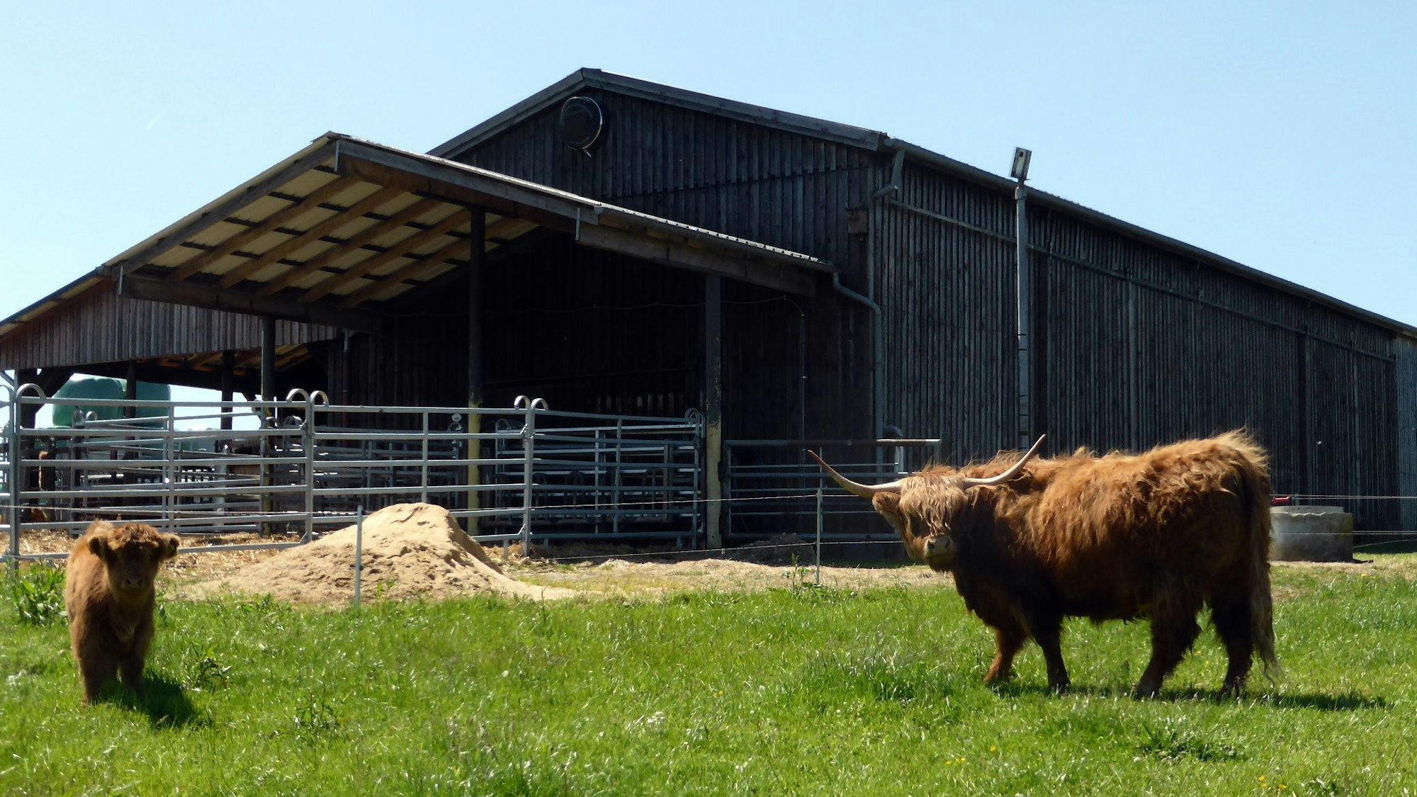 Zwei Rinder vor einem Bauernhofgebäude