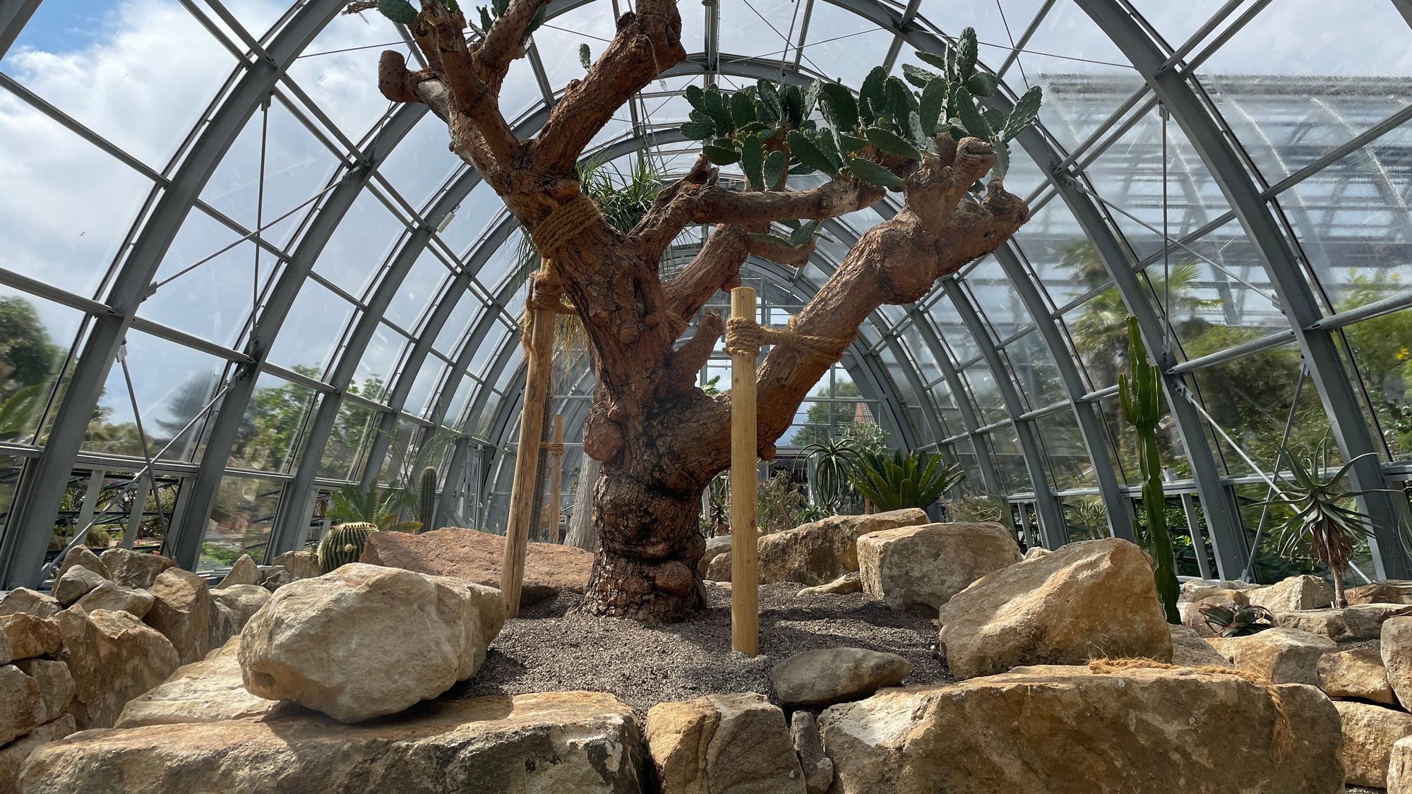 Gewächshaus in der Flora