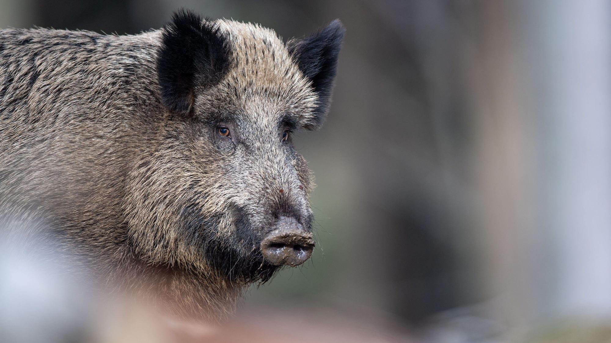Das Bild zeigt ein Wildschwein.