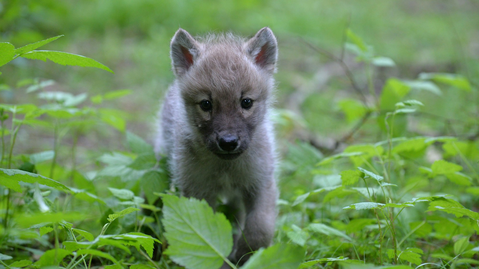 Ein fünf Wochen alter Hundewelpe läuft durch hohes Gras und blickt dabei in die Kamera. (Symbolbild)