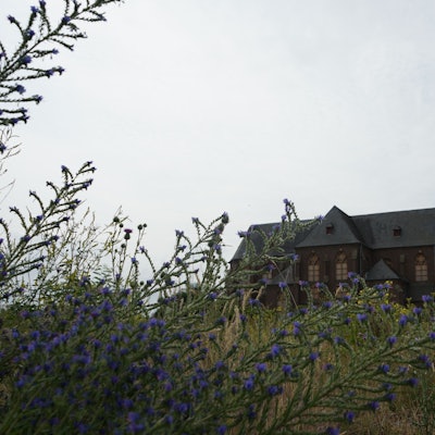 Das Bild zeigt die alte Kirche in Manheim, die Fenster sind verrammelt. Im Vordergrund wachsen Wildblumen.