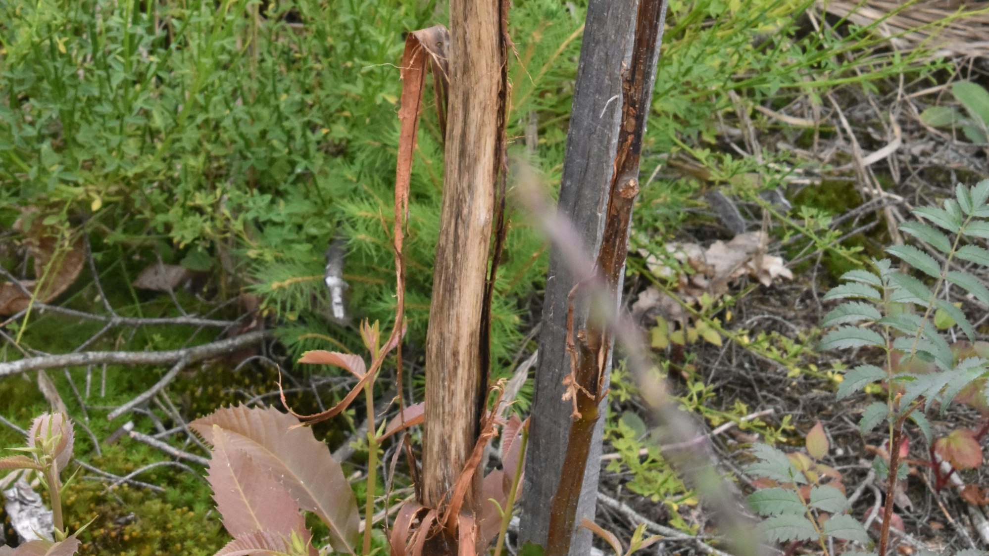 Lukas Jüssen Leiter des Fortsbetriebsbezirkes Windeck-Dattenfeld
Ein Hirsch hat die Schutzhülle vom Stamm der Esskastanie geschoben und sein Geweih daran gerieben.
