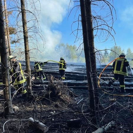 Mehrere Feuerwehrleute versuchen mit Wasserschläuchen einen brennenden Holzstapel im Wald zu löschen.