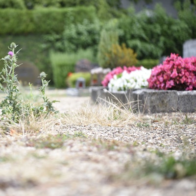 Eine Distel steht auf einem etwas zugewachsenen Kiesweg. Im Hintergrund sind bepflanzte Gräber und Grabsteine zu erkennen.