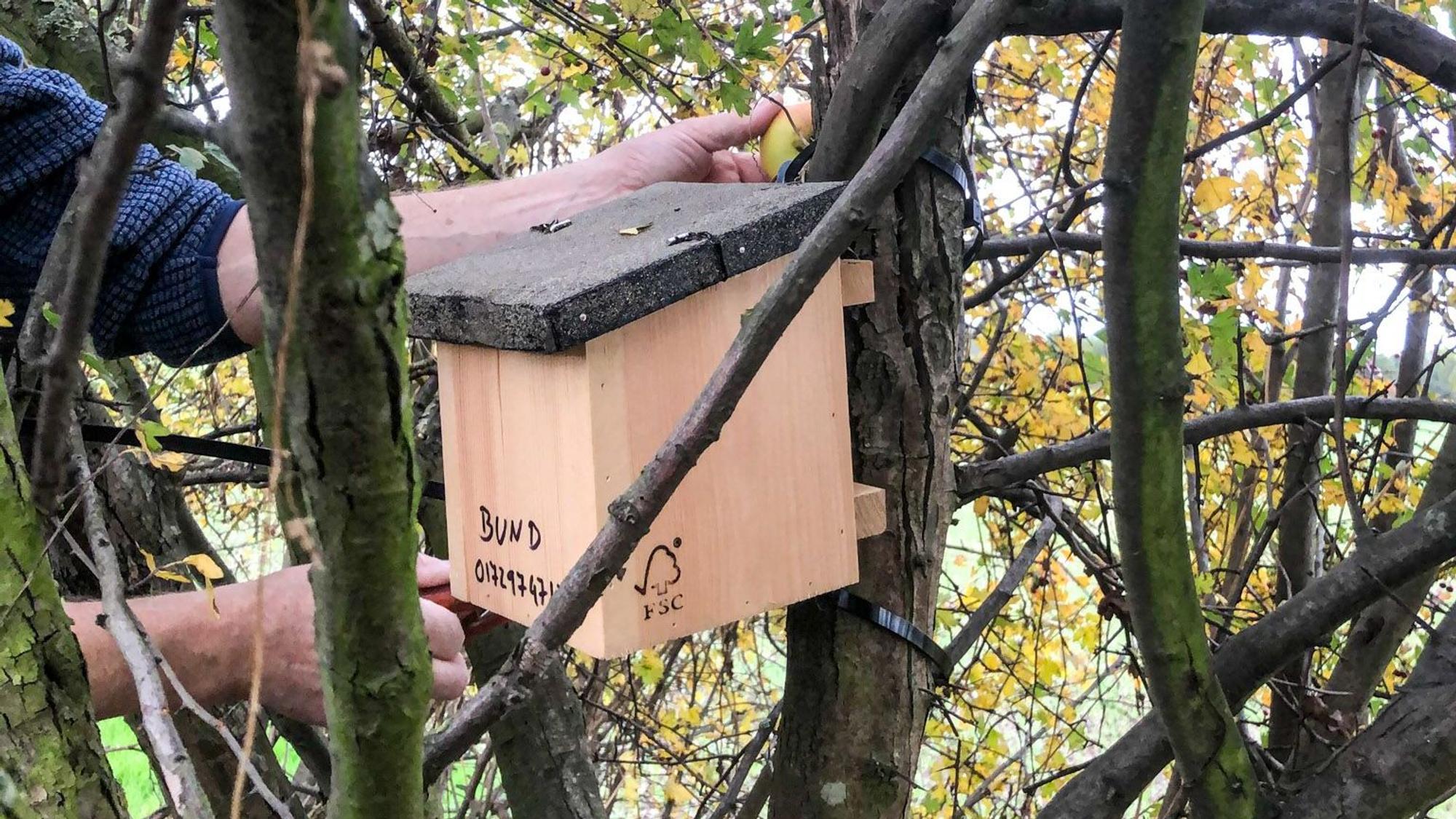 Ein Mann hängt einen Brutkasten für Haselmäuse an einen dicken Ast im Gestrüpp.