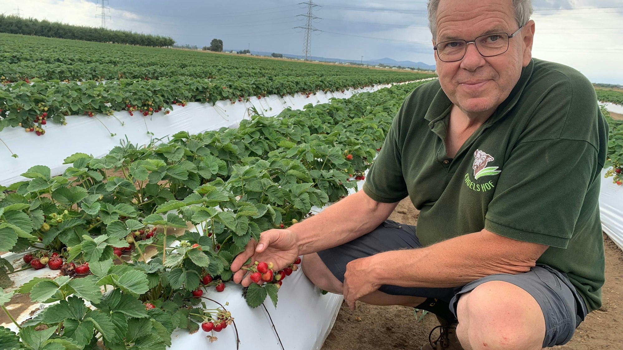 Karl-Josef Engels kniet vor einem Pflanzdamm in seinem Erdbeerfeld in Niederkassel.