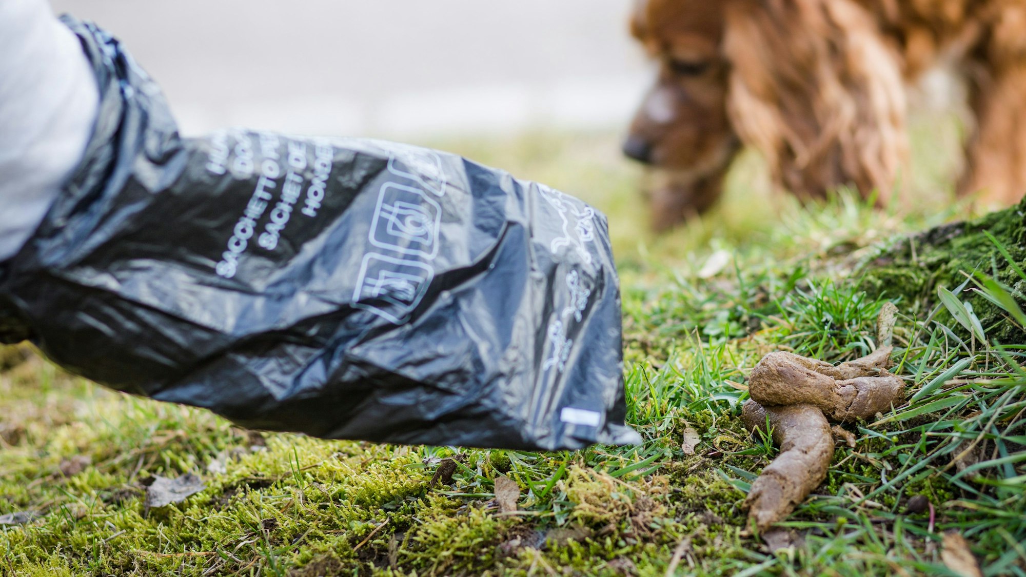 Ein Mann greift auf einer Wiese mit einem Hundekotbeutel nach einem Hundehaufen.