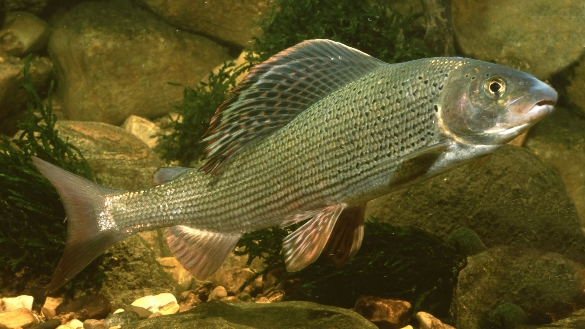 An der auffälligen, rot geränderten Rückenflosse ist die Äsche gut zu erkennen.
