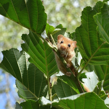 Eine Haselmaus klettert zwischen Blättern auf einem Ast empor und schaut mit schwarzen Knopfaugen in die Kamera.