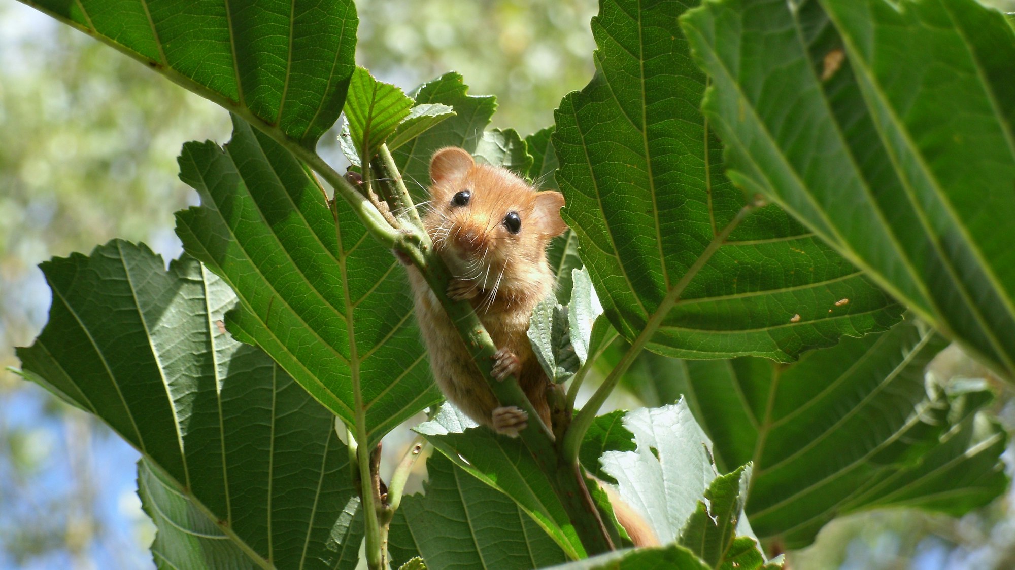 Eine Haselmaus ist auf einen Strauch geklettert.
