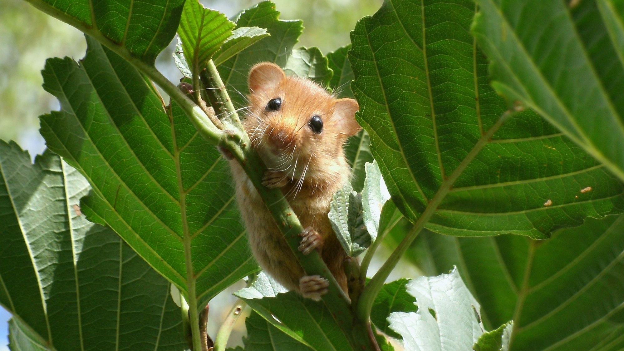 Eine Haselmaus klettert zwischen Blättern auf einem Ast empor und schaut mit schwarzen Knopfaugen in die Kamera.