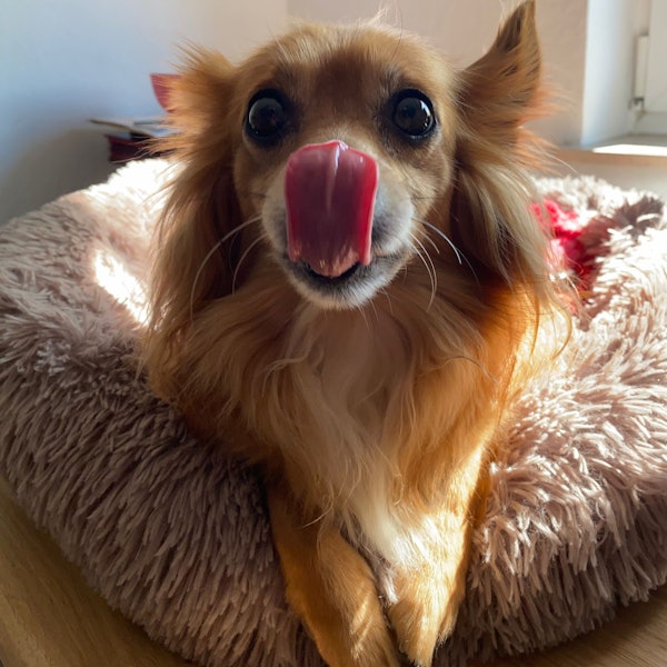 Der Zwerg Chihuahua "Jack" ist von einem größeren Hund tot gebissen worden.