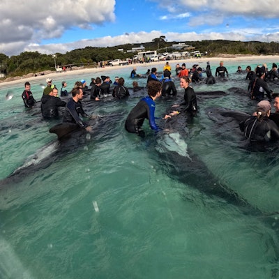 Retter kümmern sich um Grindwale, nachdem fast 100 der Tiere am Cheynes Beach östlich von Albany in Australien gestrandet sind. Retten konnten die Helfer die Tiere nicht.