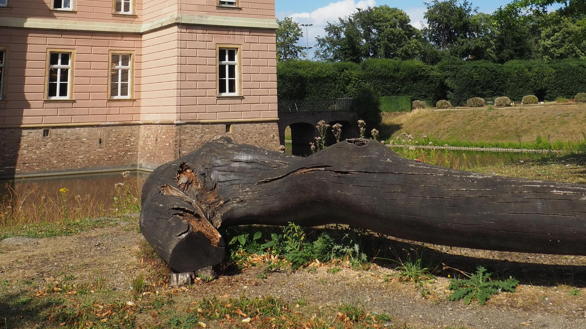 Ein alter Baumstamm liegt am Wassergraben eines Schlosses.