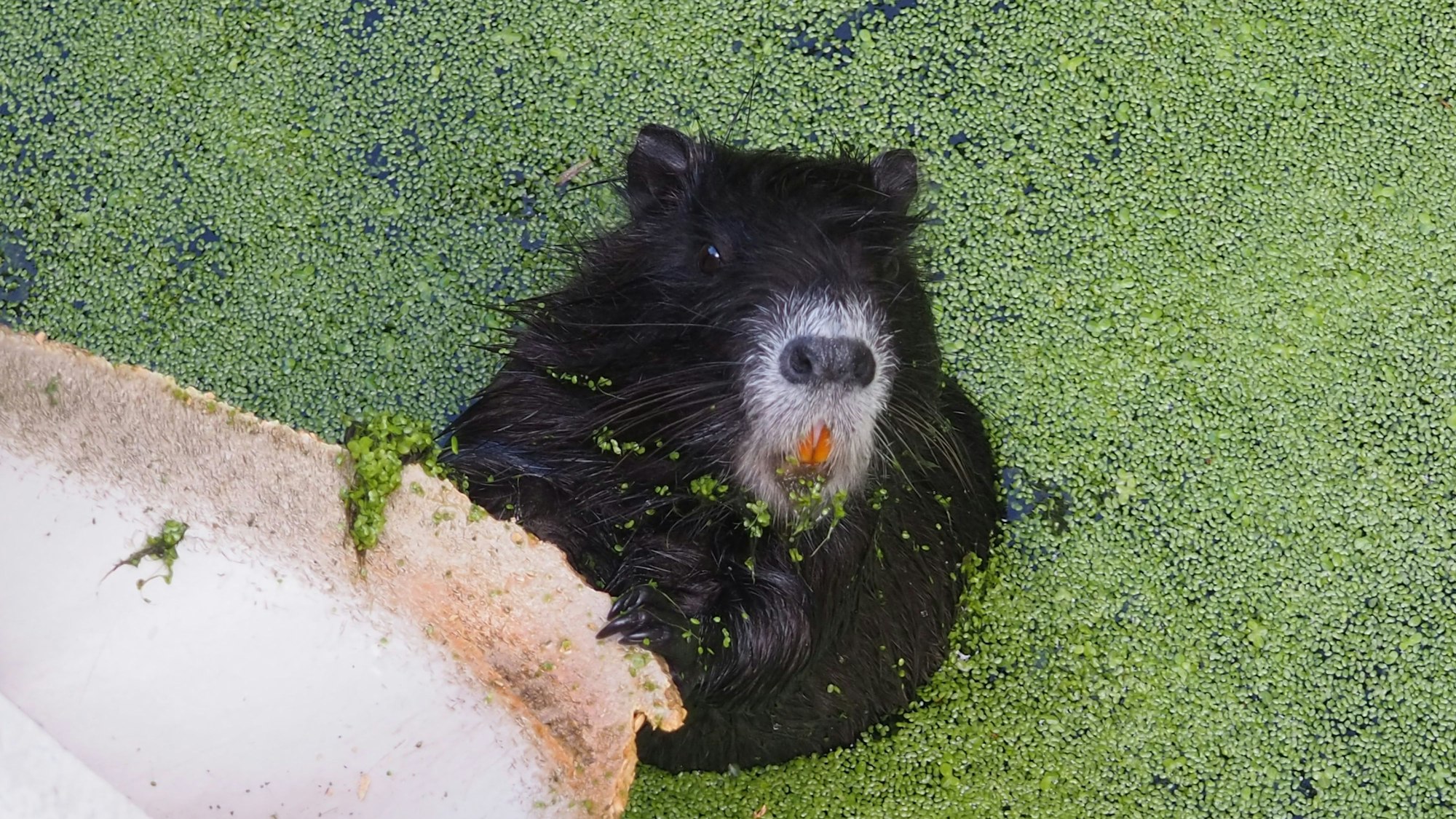Eine Nutria mit orangefarbenen Nagezähnen, auch Biberratte genannt, lugt aus einem Weiher.