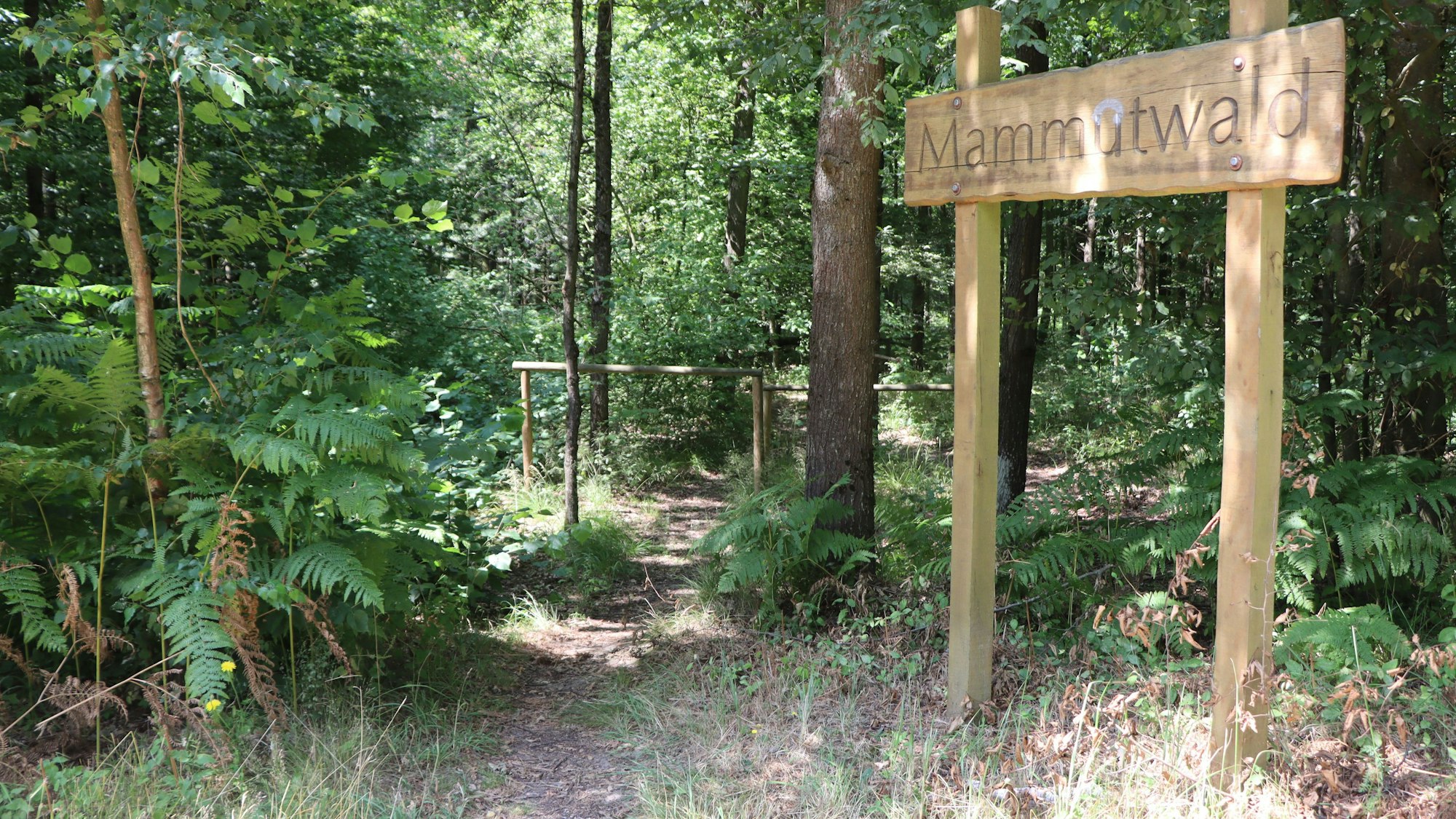 Auf einem Schild steht "Mammutwald", dahinter sind ein Wanderweg und Bäume.