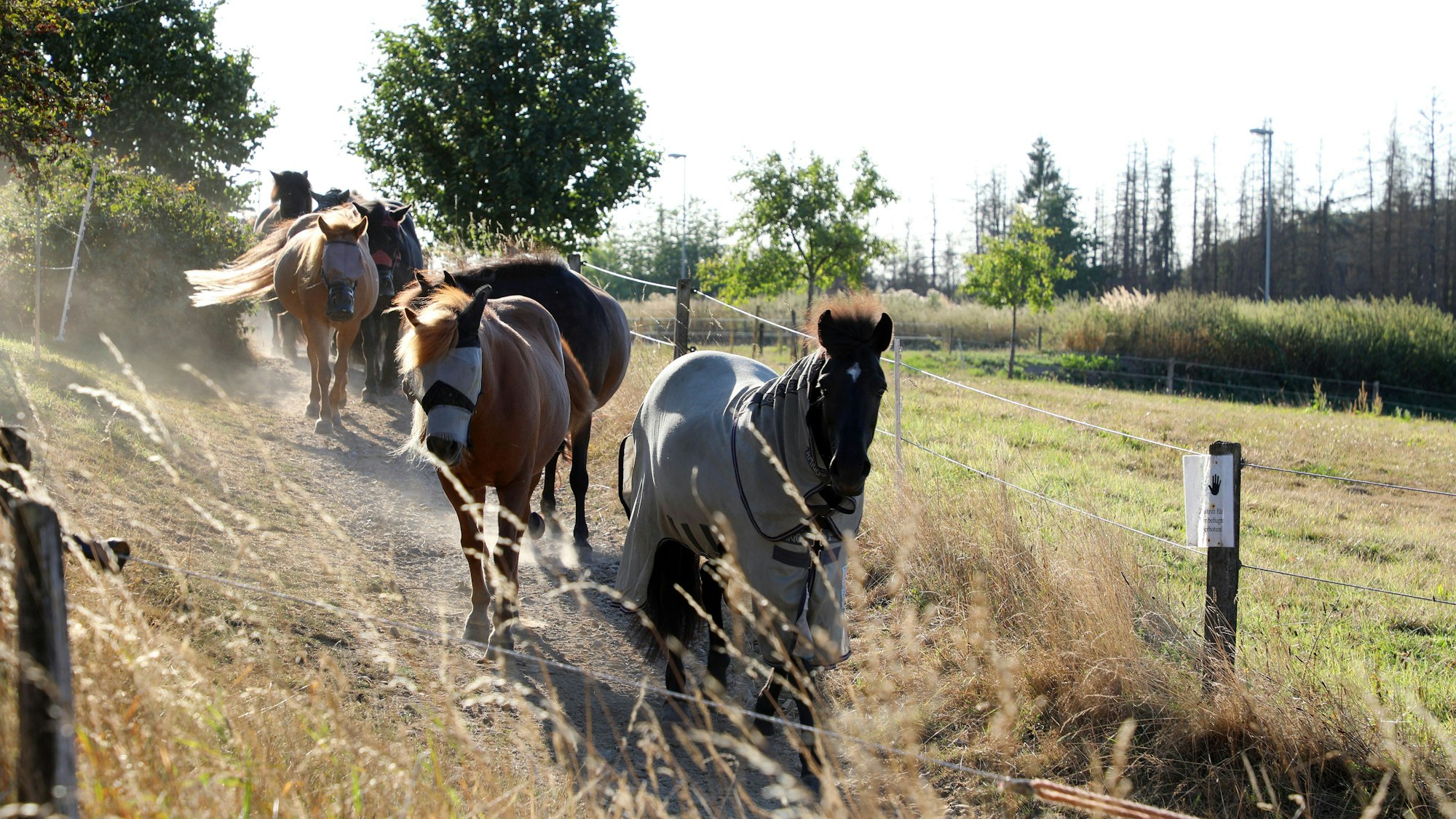 Pferde laufen bei Lindscheid an der Großen Dhünn-Talsperre über einen Wirtschaftsweg.