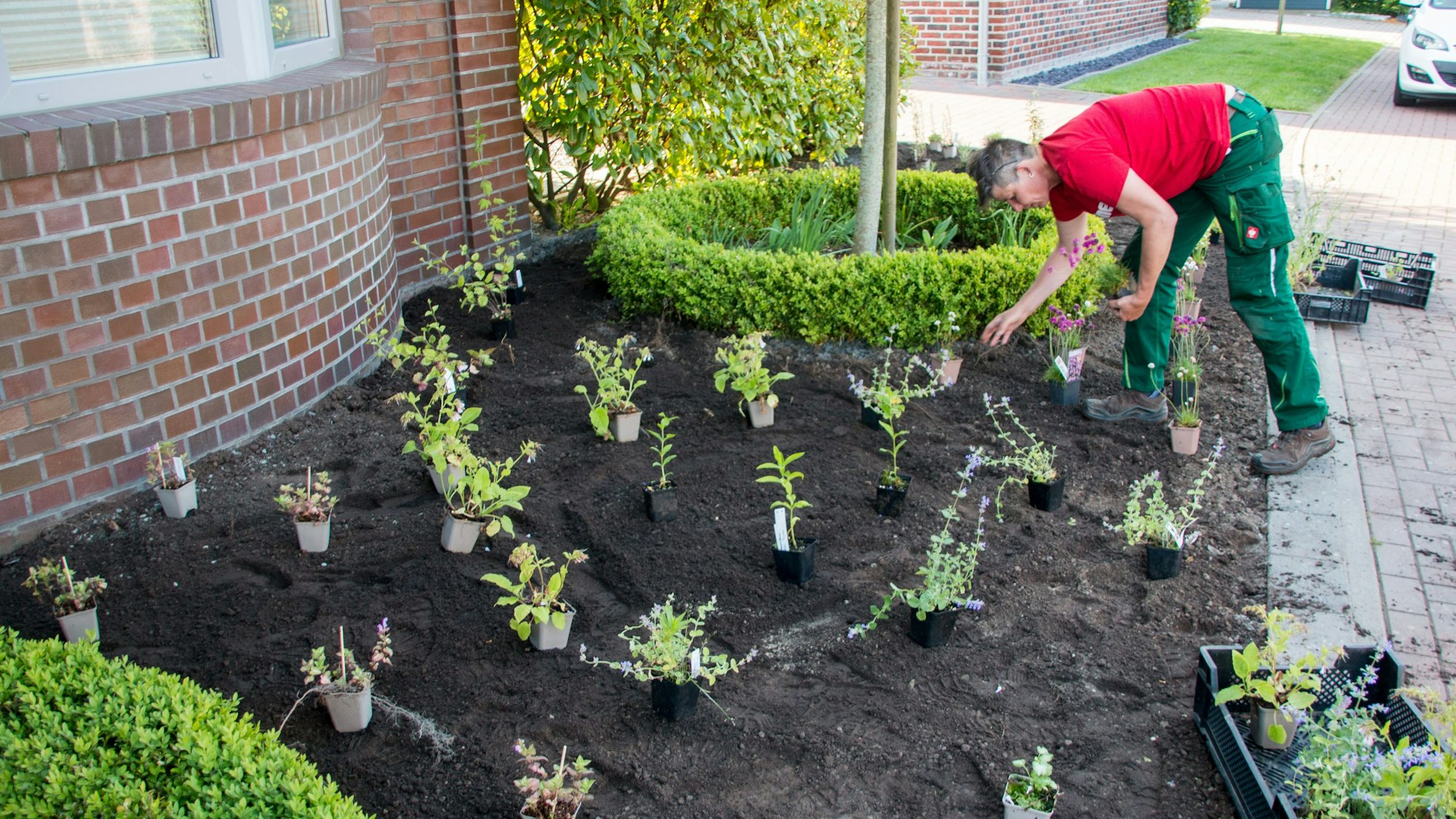 Auf dem Foto ist ein umgestalteter Schottergarten zu sehen. Ein Gärtner setzt neue Pflanzen.