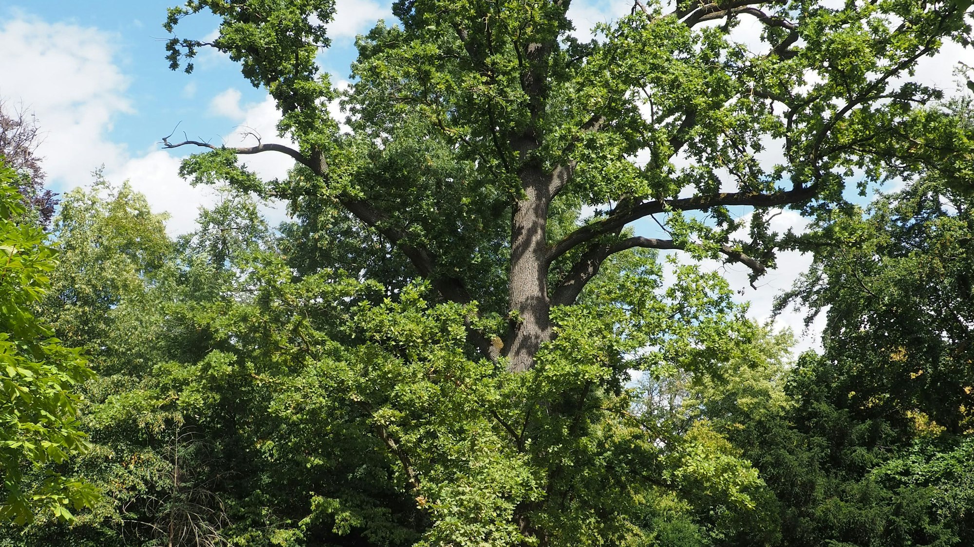 Ein großer Baum steht in einem Park.
