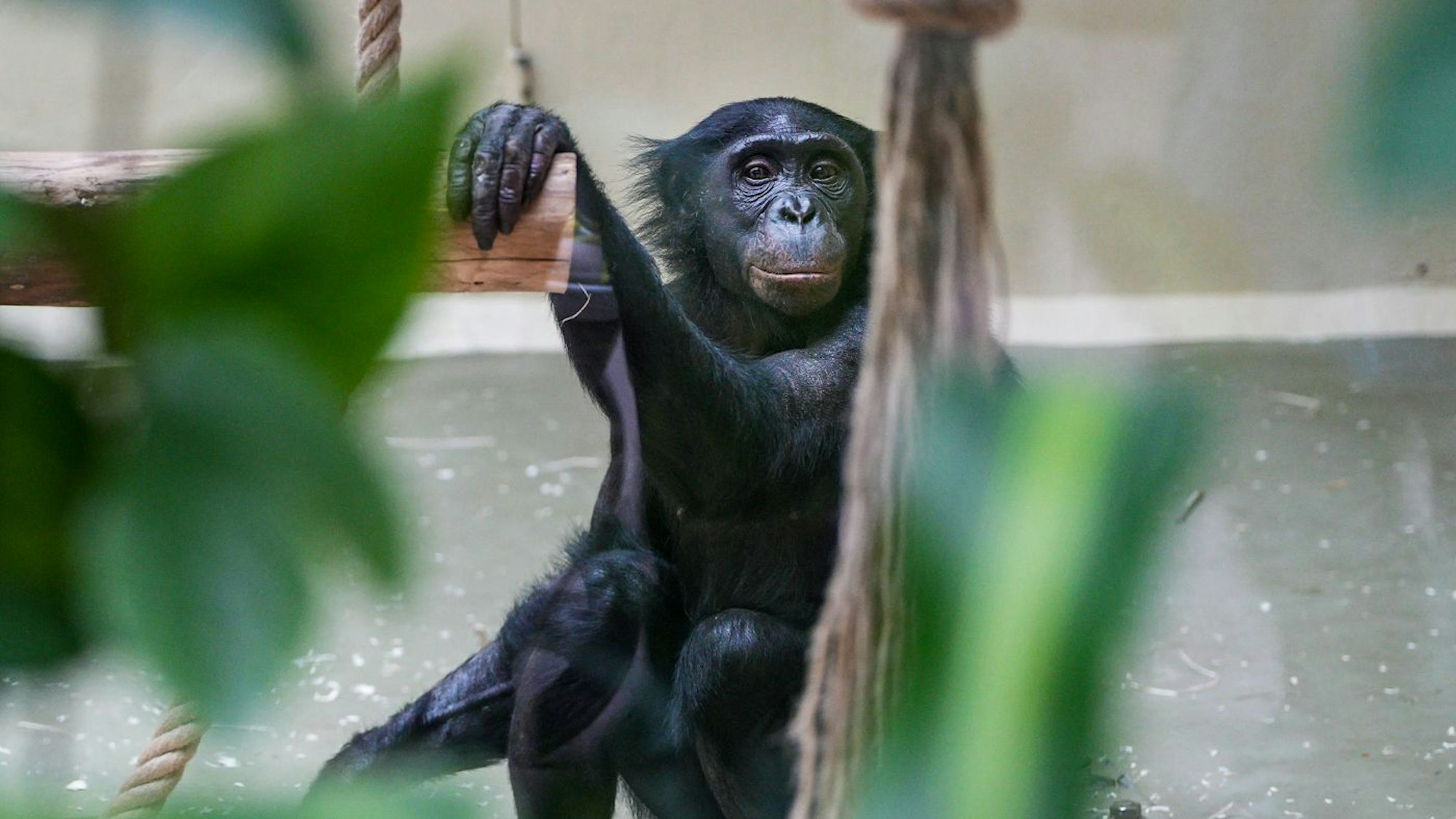 Das Bonobo-Weibchen sitzt und blick durch Geäst in die Kamera.