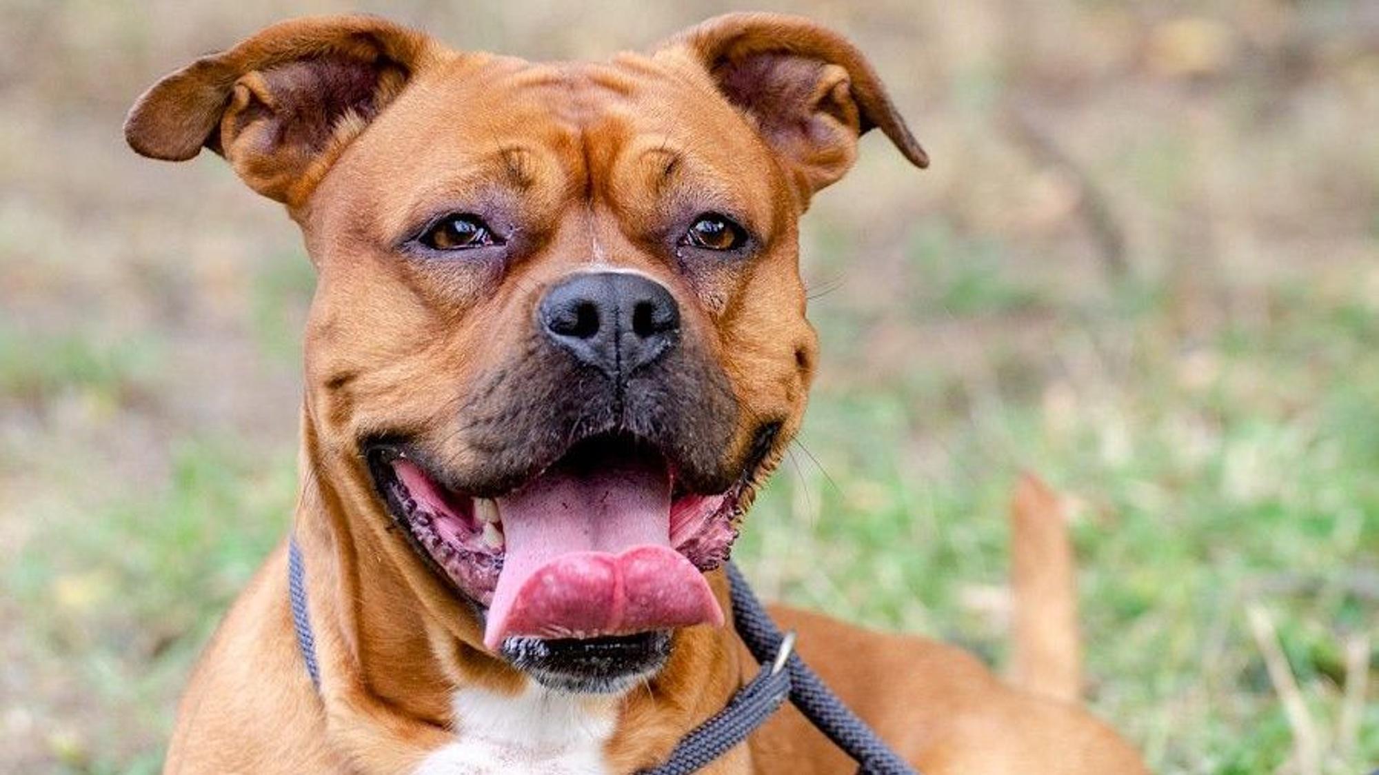 Staffordshire-Mix Appo wird an einer Leine ausgeführt.