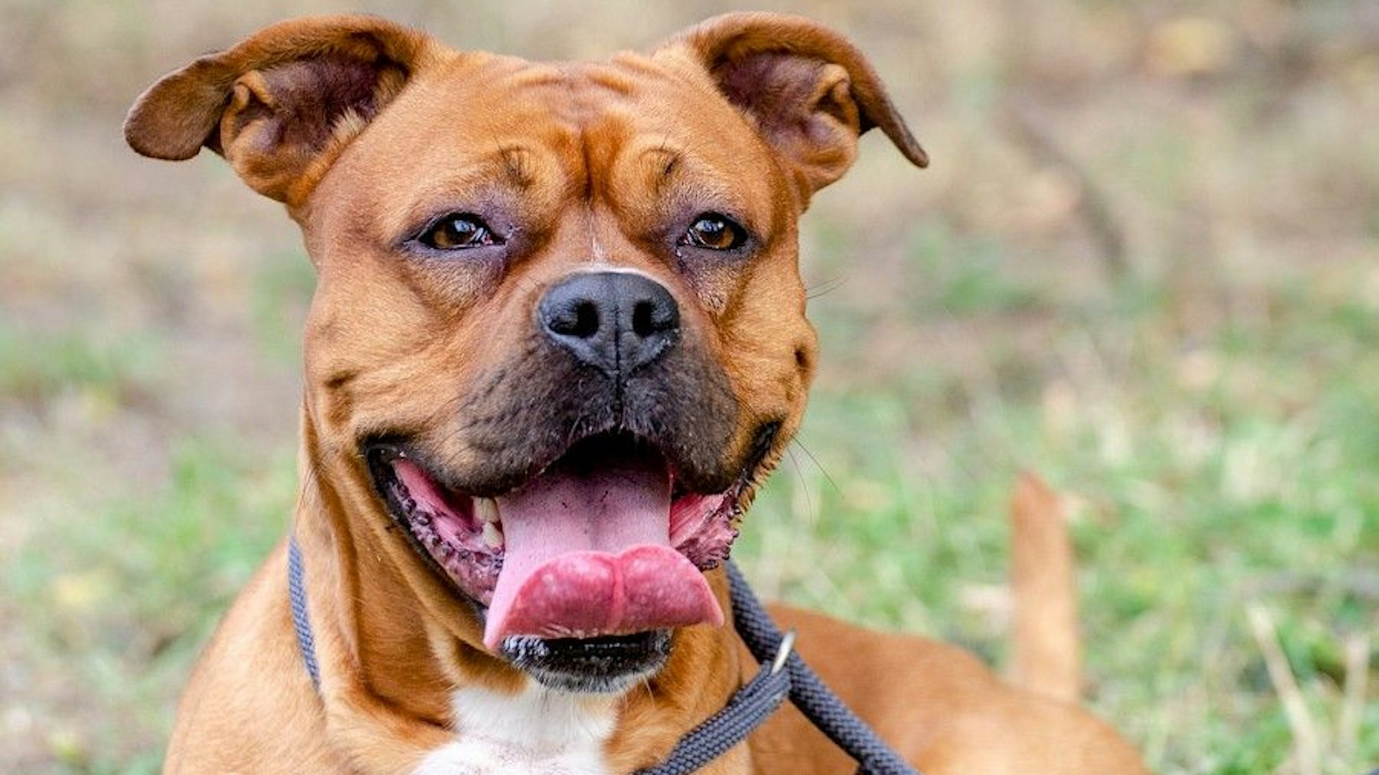 Staffordshire-Mix Appo wird an einer Leine ausgeführt.