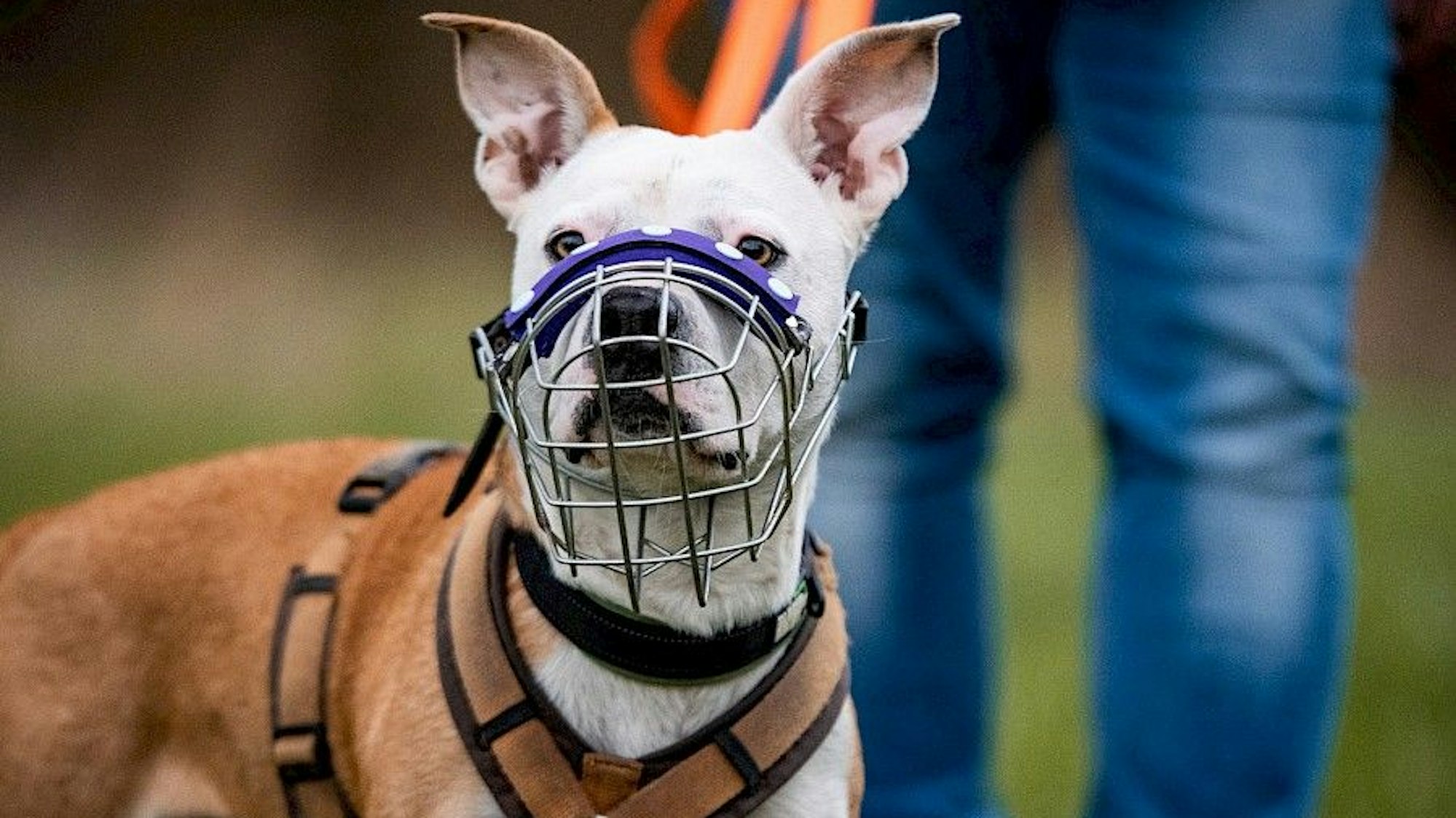 Mit einem Maulkorb trainiert Staffordshire-Mix Brunhilde aus dem Tierheim in Troisdorf.
