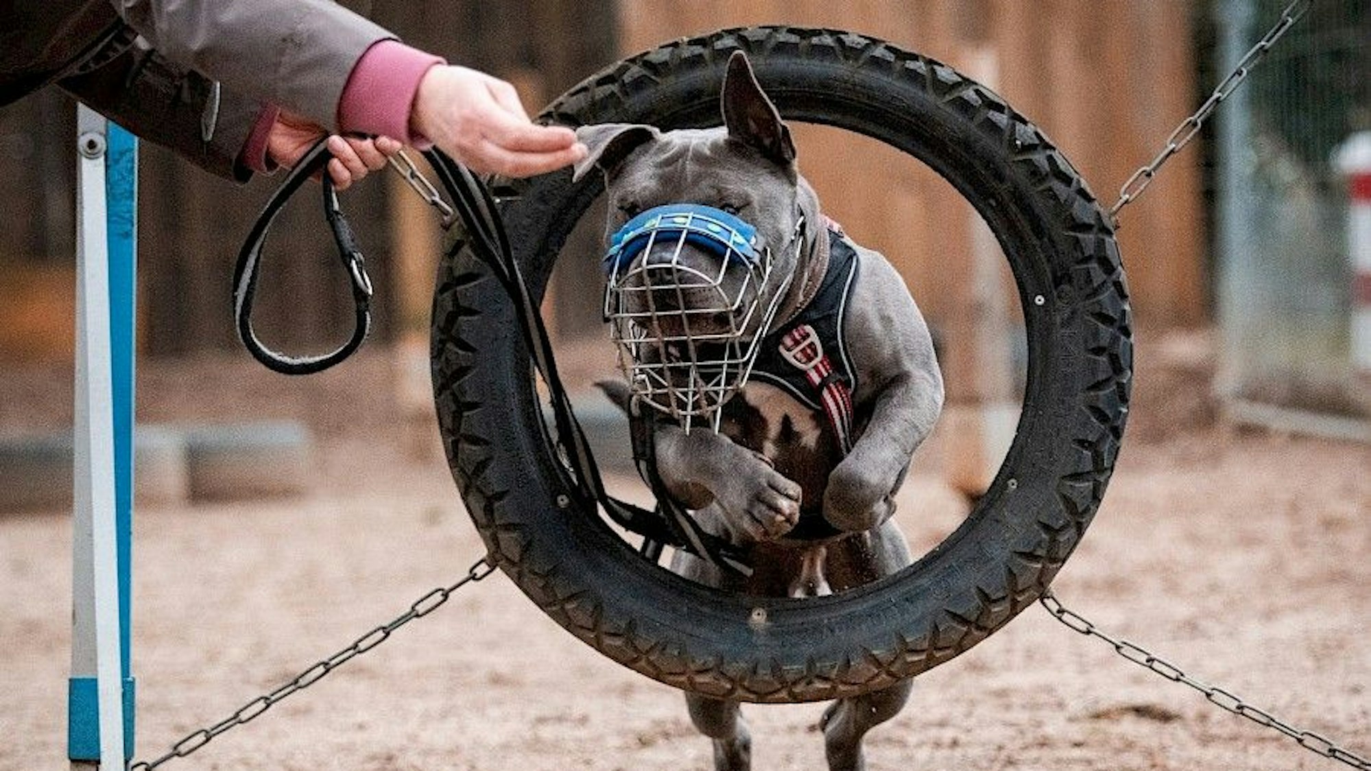 Der Staffordshire-Mischling Dia springt durch einen Reifen. Man kann ihm viel beibringen.