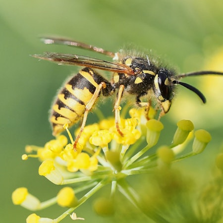 Eine Nahaufnahme einer Wespe, die auf einer Blüte sitzt.