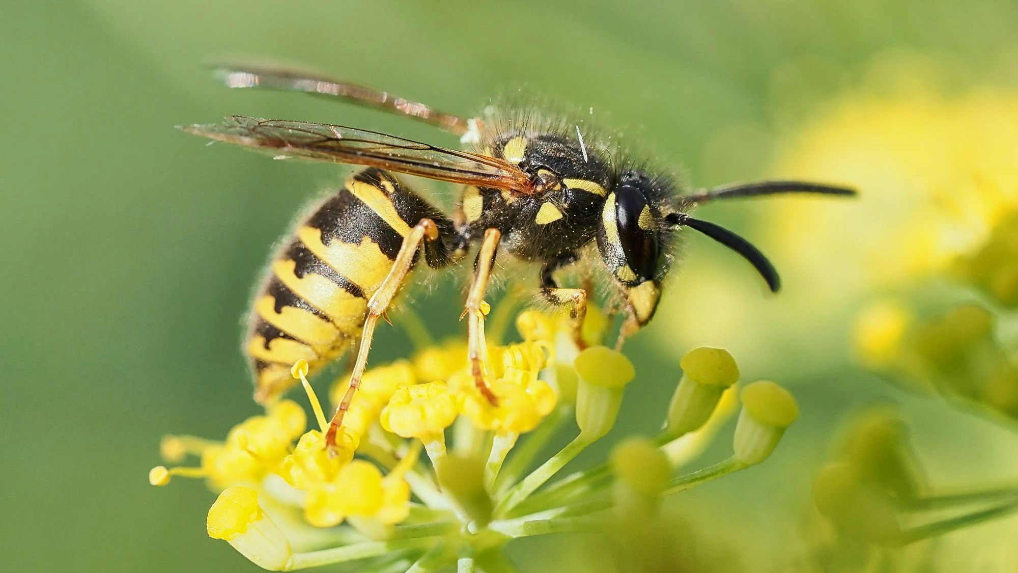 Eine Nahaufnahme einer Wespe, die auf einer Blüte sitzt.