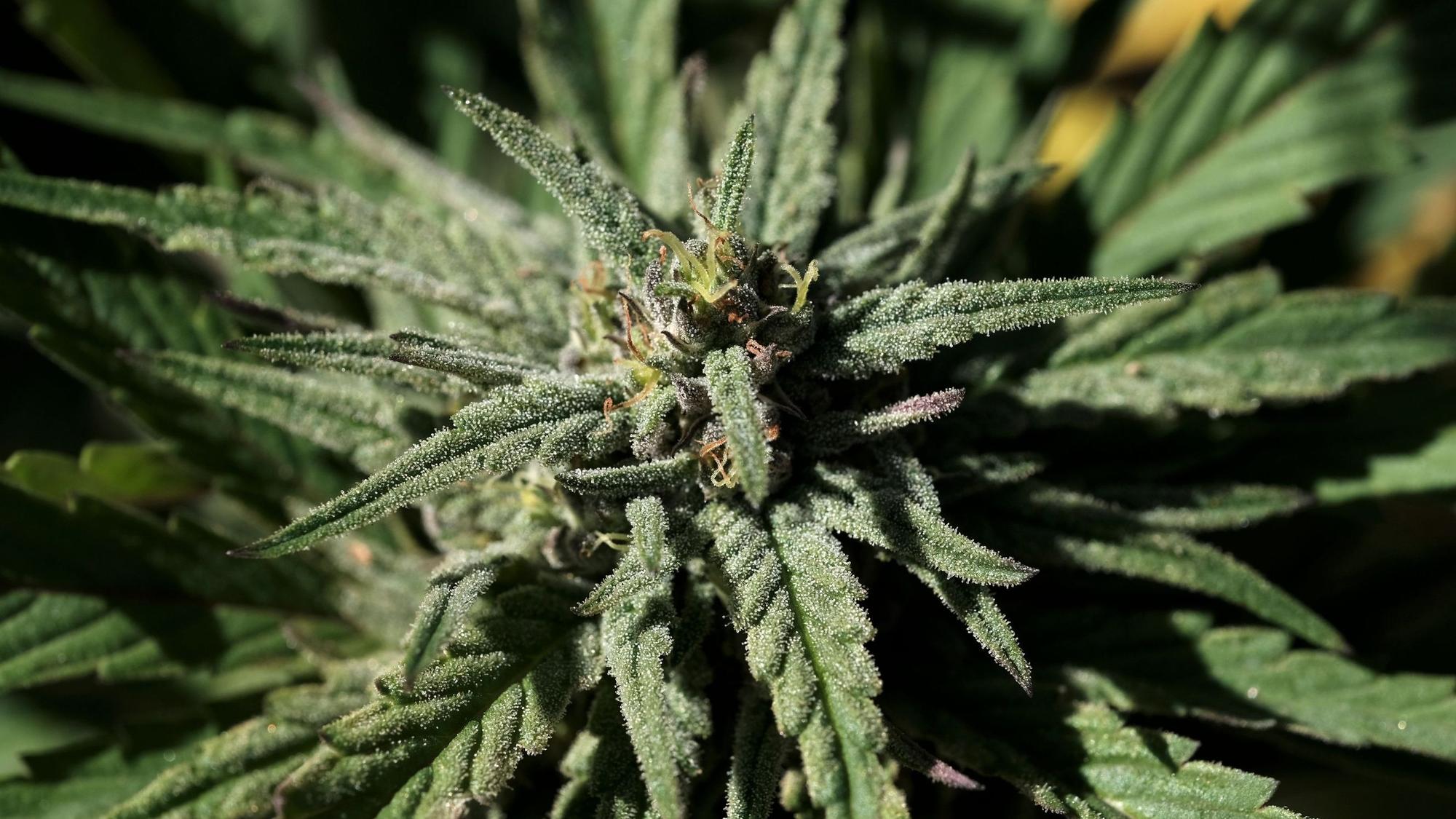 Zu einer Haftstrafe von zwei Jahren auf Bewährung hat das Kölner Landgericht einen 27-Jährigen aus Engelskirchen verurteilt. Dieses Symbolfoto zeigt die Knospe einer Marihuana-Pflanze.