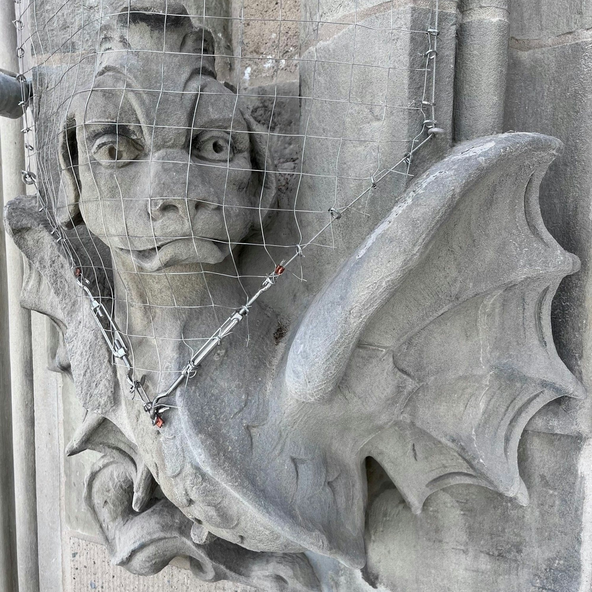 Dieser Drache ist eine der gotischen Figuren, die die Fassade des Altbaus prägen. Das Gitter ist neu und soll vor allem verhindern, dass sich Vögel an der Figur einnisten.