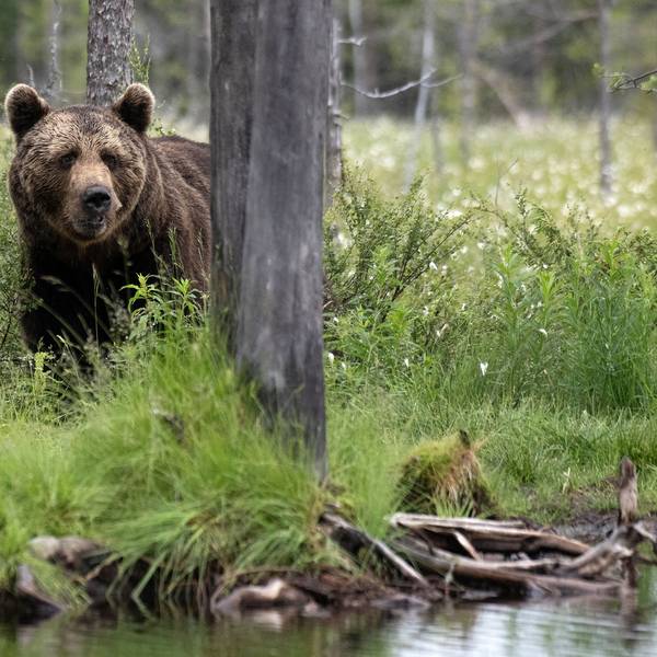 Ein Braunbär steht im Gras und blickt in Richtung des Fotografen, während er halb verdeckt vom Stamm eines Baums ist. Im Vordergrund sind Wasser und der Uferbereich eines Gewässers zu sehen.
