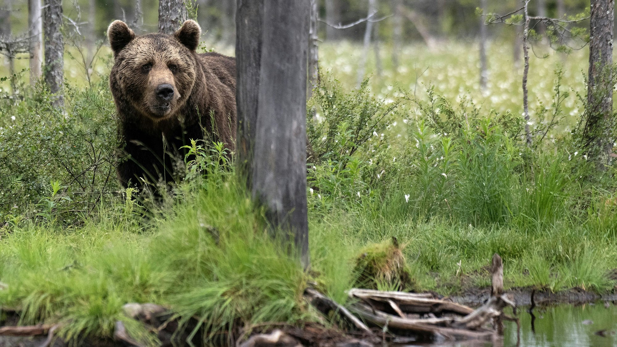 Ein Braunbär steht im Gras und blickt in Richtung des Fotografen, während er halb verdeckt vom Stamm eines Baums ist. Im Vordergrund sind Wasser und der Uferbereich eines Gewässers zu sehen.