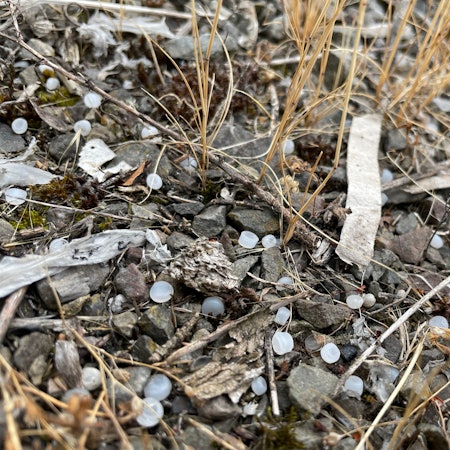 Unzählige Plastik-Nurdles liegen zwischen dem Schotter am Verladebahnhof Niehl. Sie sind weiß und wenige Millimeter groß.