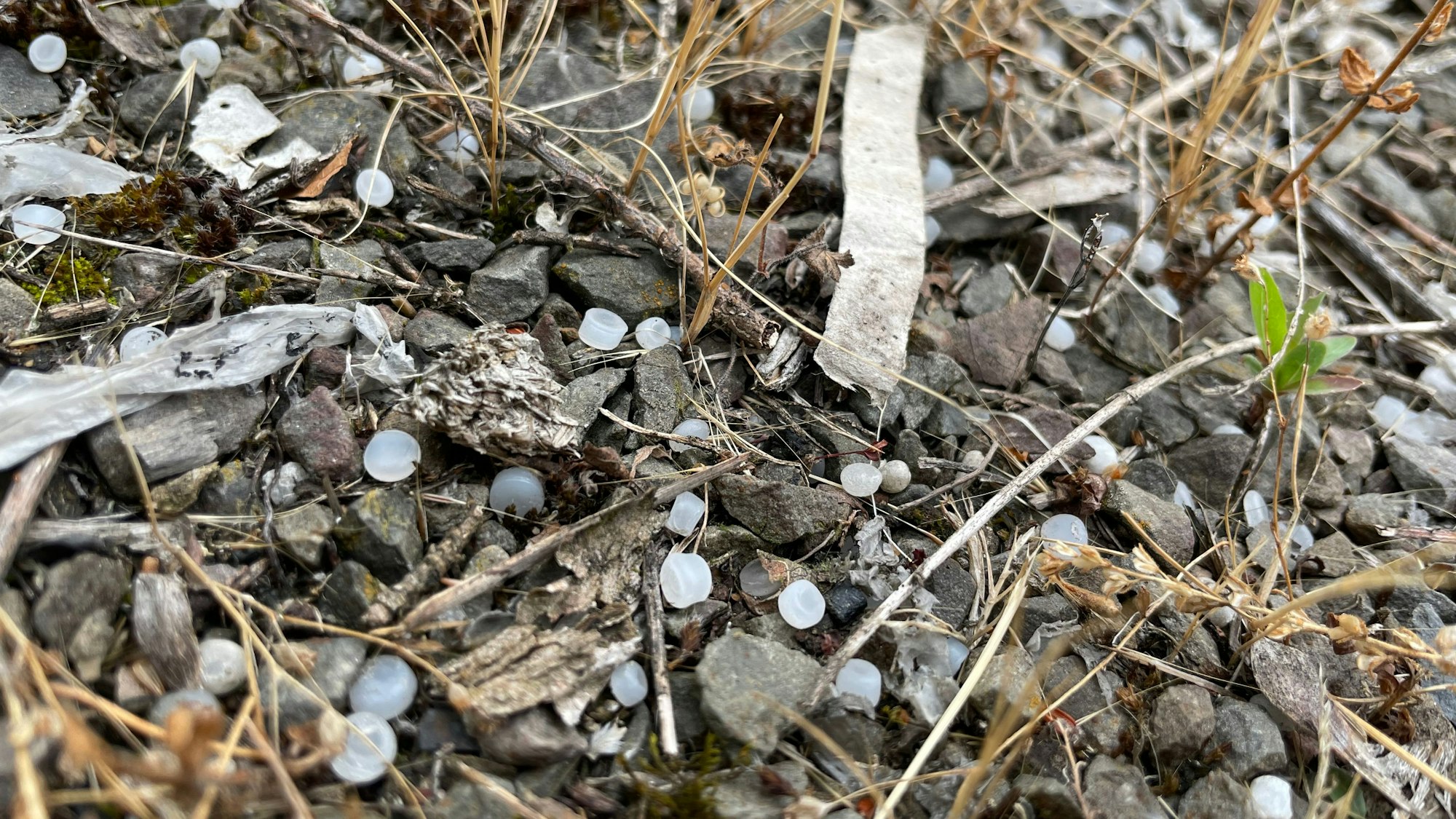 Unzählige Plastik-Nurdles liegen zwischen dem Schotter am Verladebahnhof Niehl. Sie sind weiß und wenige Millimeter groß.