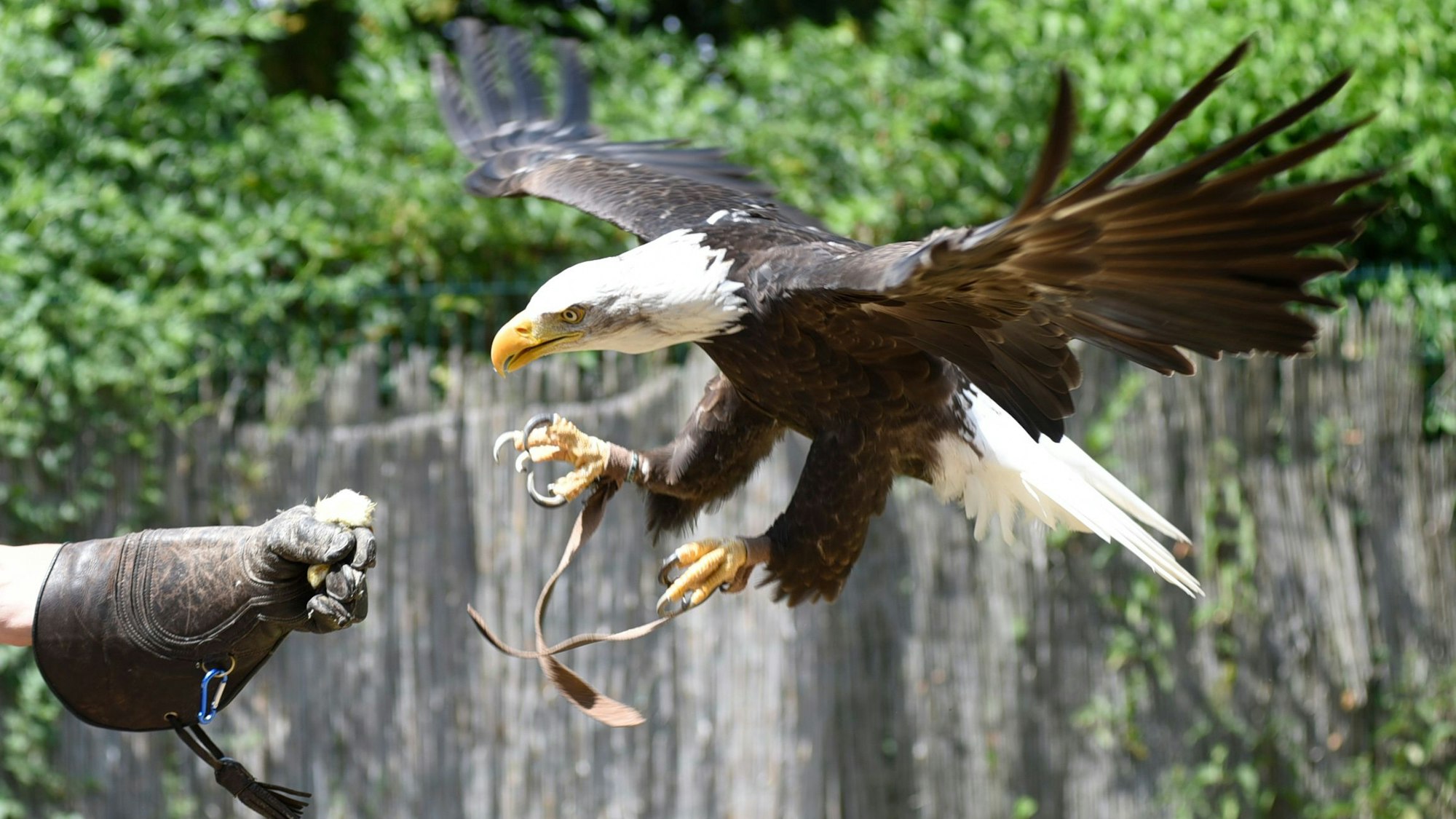 Ein Adler fliegt auf Hand im Falknerhandschuh zu.