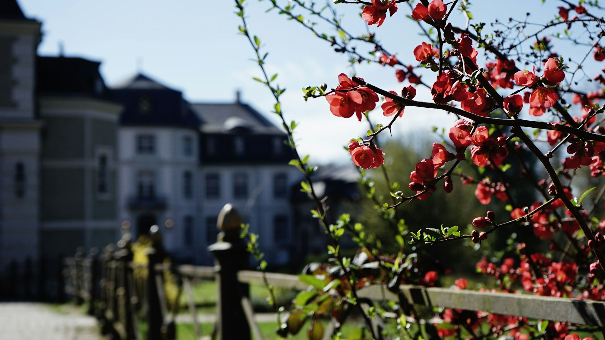 Auf der rechten Seite ist ein Strauch mit roten Blüten im Fokus, der Hintergrund links im Bild ist unscharf, es lässt sich ein Schloss erahnen.