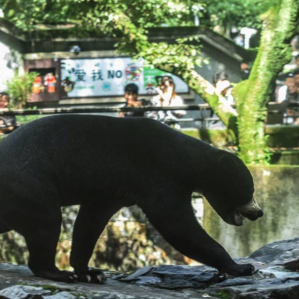 Ein Bär in einem chinesischen Zoo