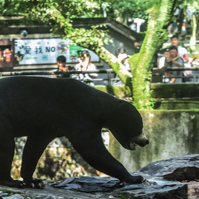 Ein Bär in einem chinesischen Zoo