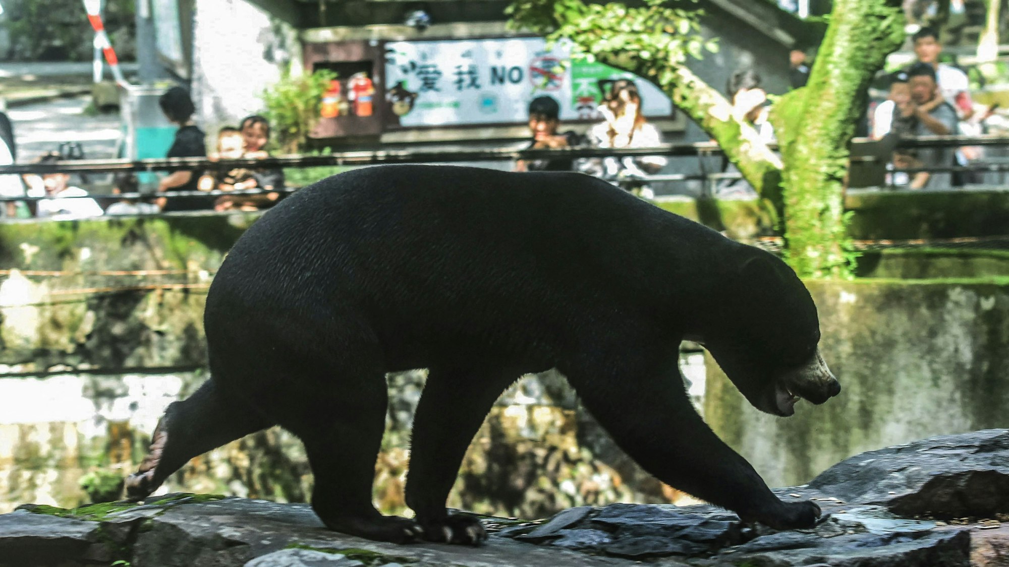 Ein Bär in einem chinesischen Zoo